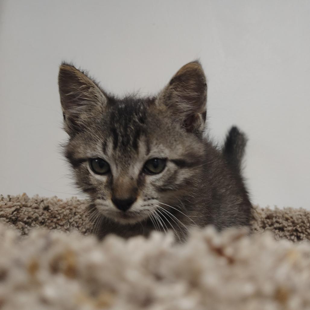 Enlarge Luigi (lighter browner), a Adoptable Domestic Medium Hair in Springtown, TX image 4/6