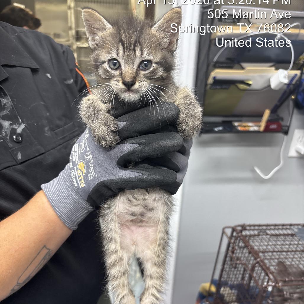 Enlarge Luigi (lighter browner), a Adoptable Domestic Medium Hair in Springtown, TX image 5/6