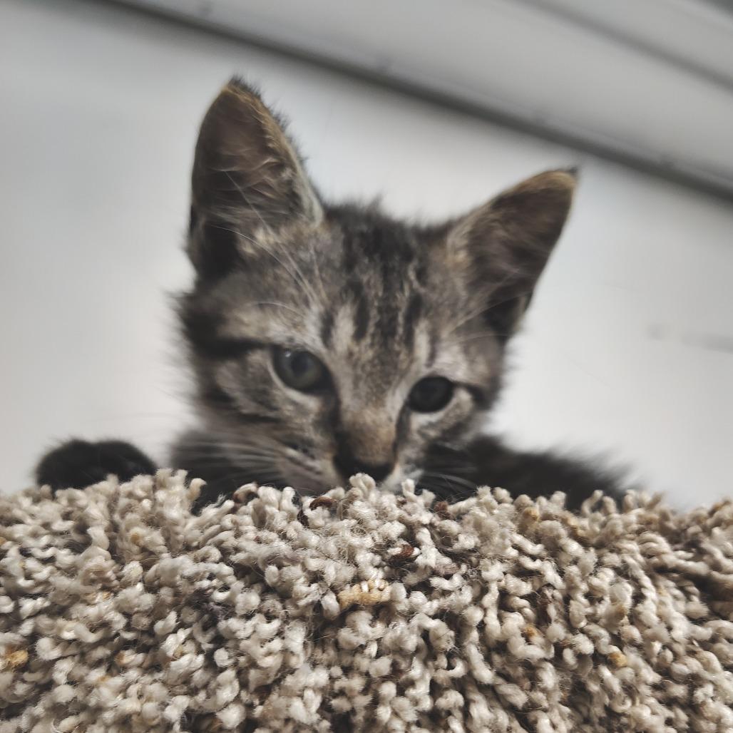 Enlarge Luigi (lighter browner), a Adoptable Domestic Medium Hair in Springtown, TX image 6/6