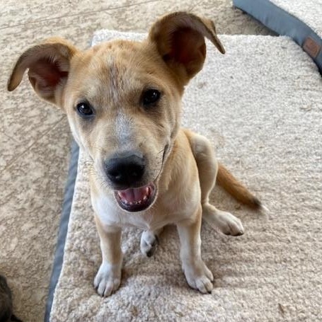 Graham Cracker, a Adoptable mixed breed in Austin, TX image 6/6