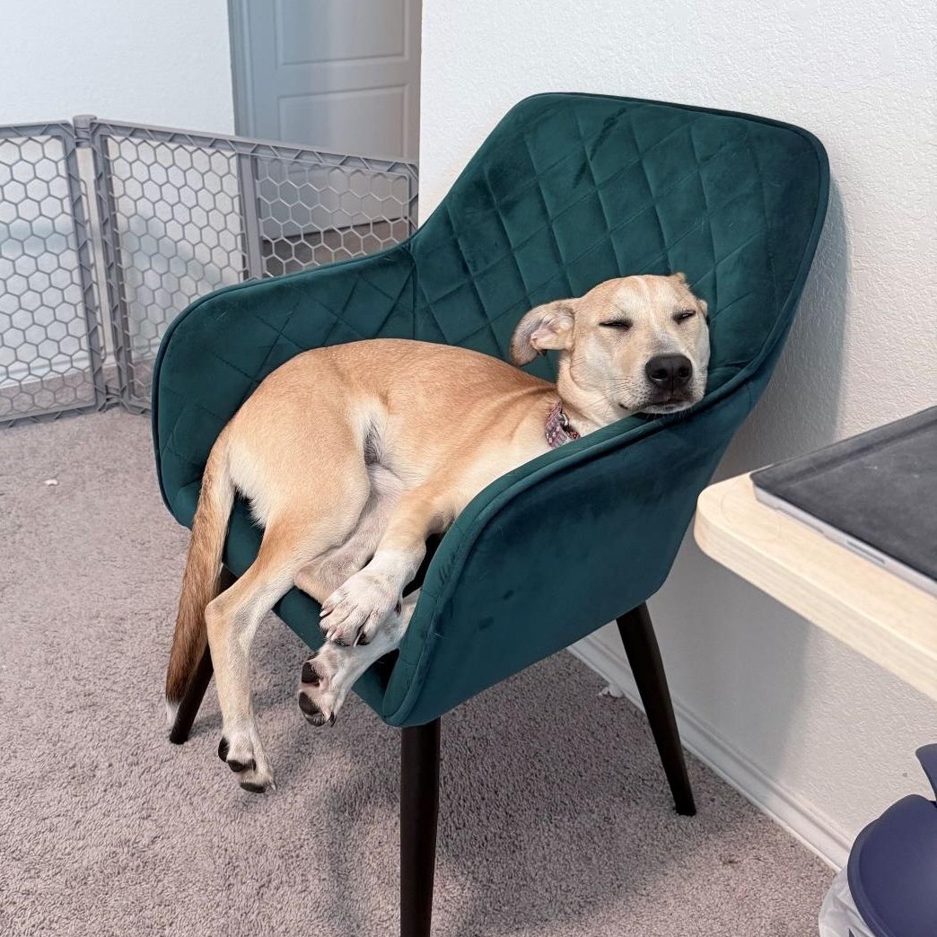 Graham Cracker, a Adoptable mixed breed in Austin, TX image 4/6