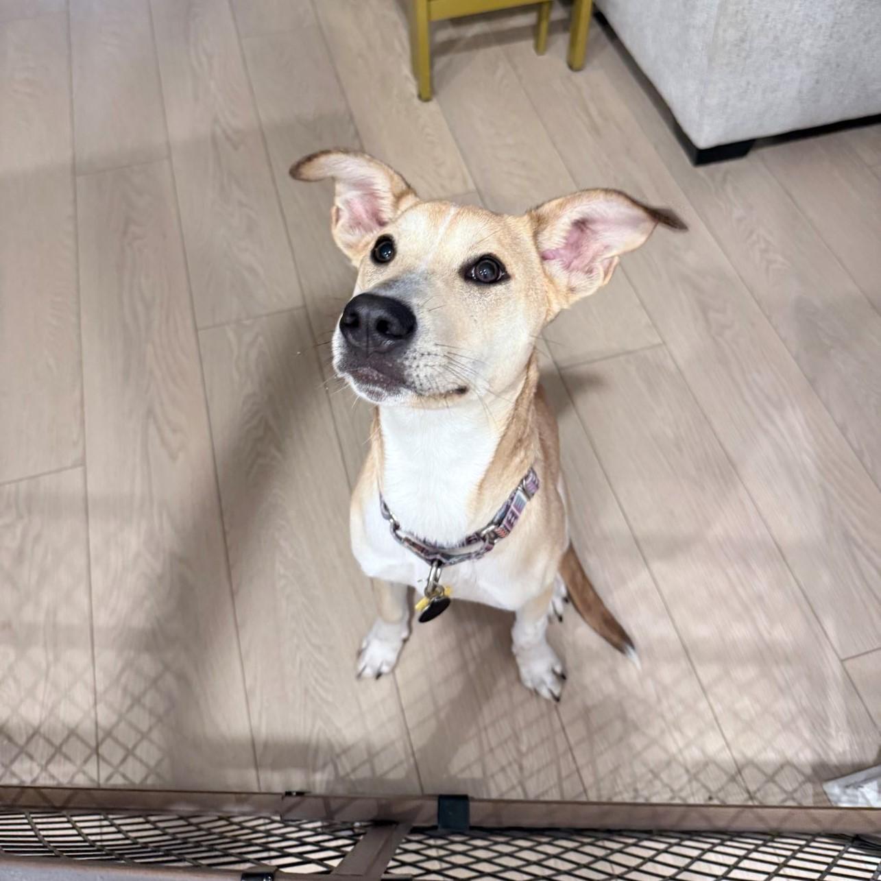 Graham Cracker, a Adoptable mixed breed in Austin, TX image 1/6