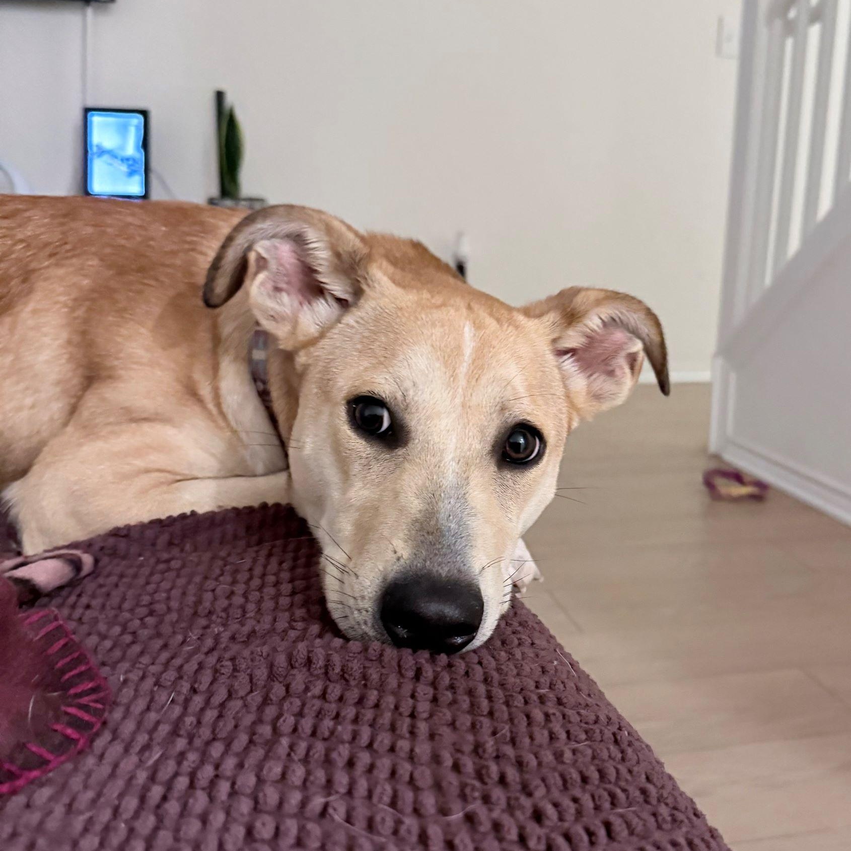 Graham Cracker, a Adoptable mixed breed in Austin, TX image 5/6