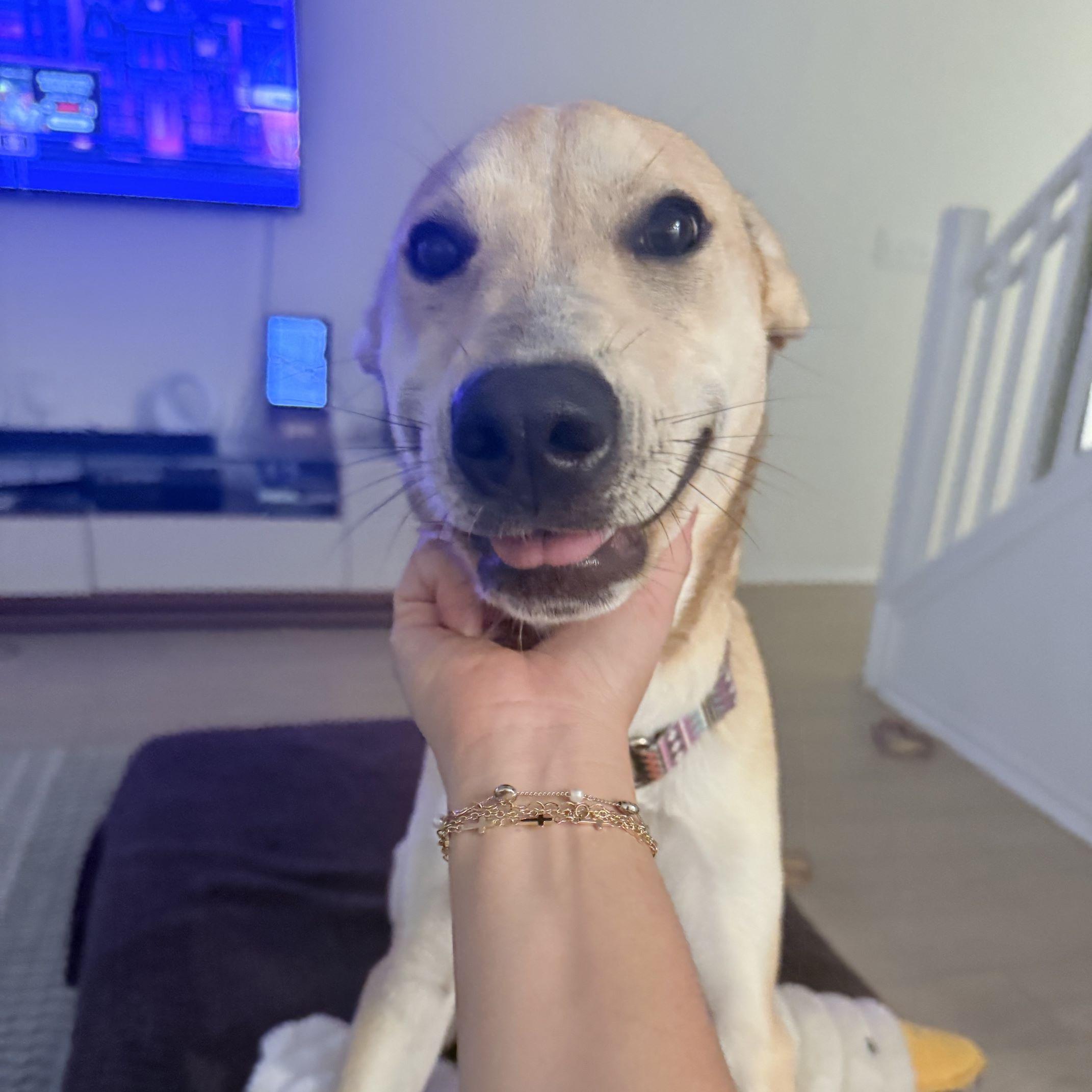 Graham Cracker, a Adoptable mixed breed in Austin, TX image 2/6