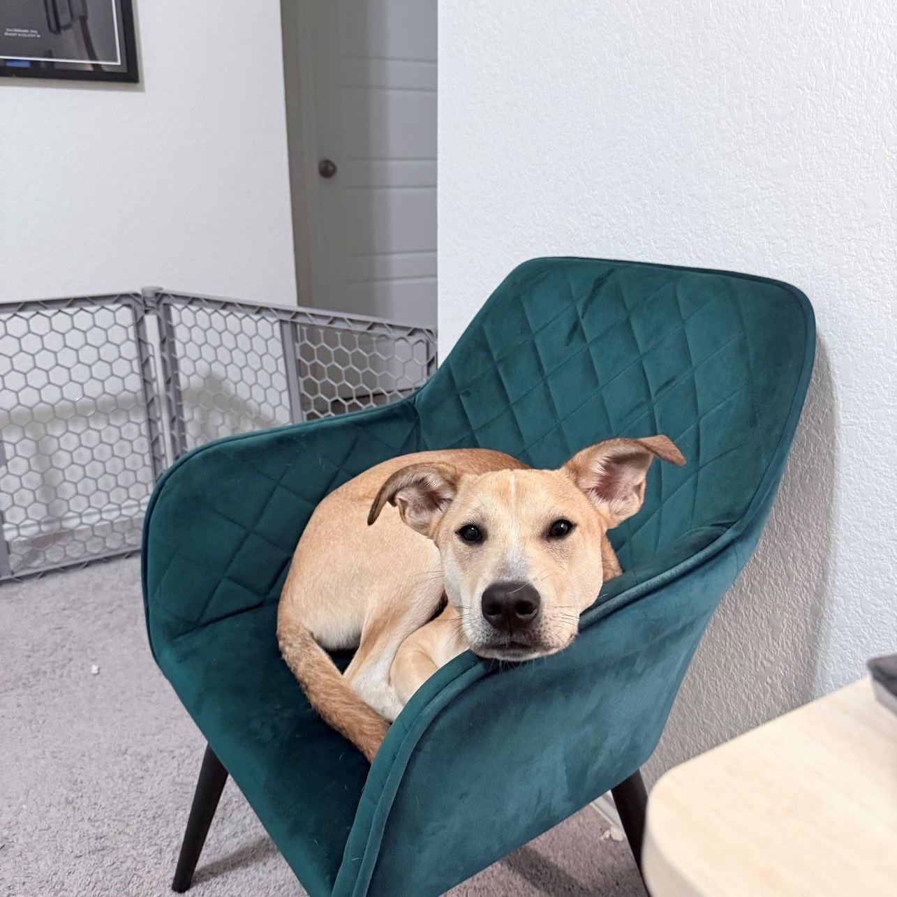 Graham Cracker, a Adoptable mixed breed in Austin, TX image 3/6