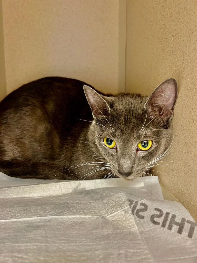 Belle, Adoptable, Young Female Domestic Short Hair.