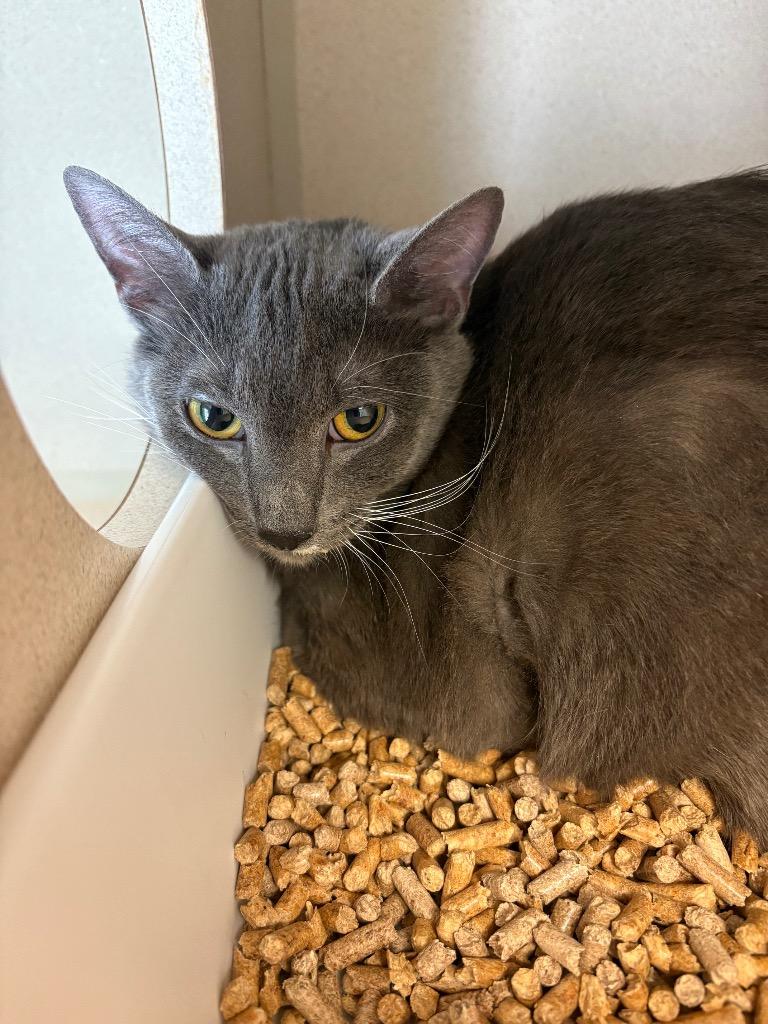 Enlarge Belle, a Adoptable mixed breed in Morgantown, KY image 2/3