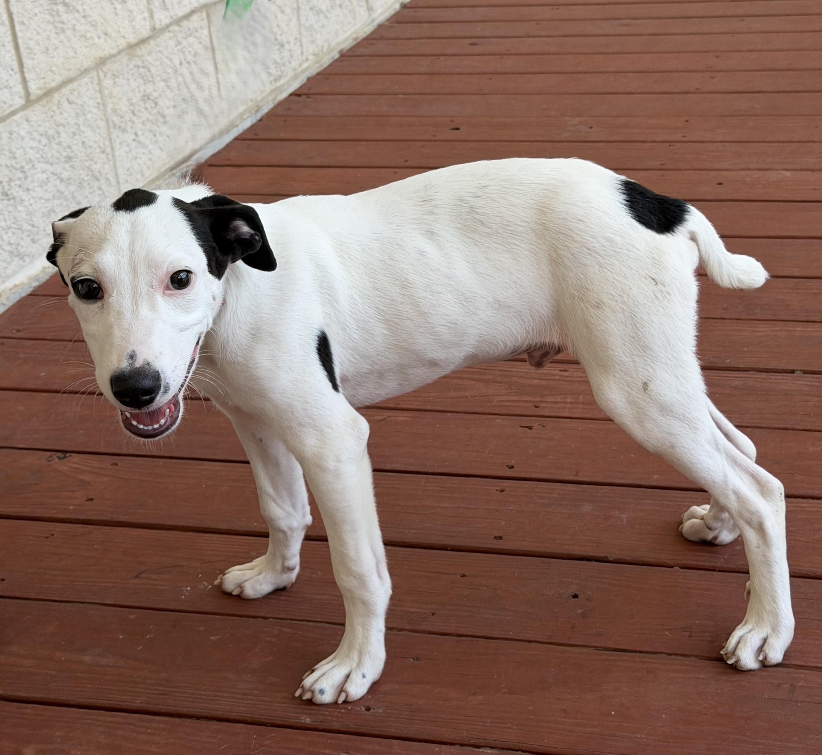 Enlarge Snoopy Doo, an adopted mixed breed in Slidell, LA image 3/3