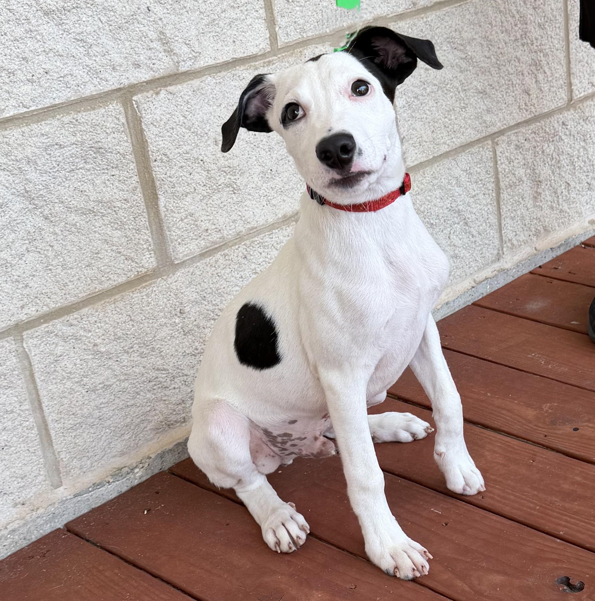Snoopy Doo, adopted, Puppy Male German Wirehaired Pointer.