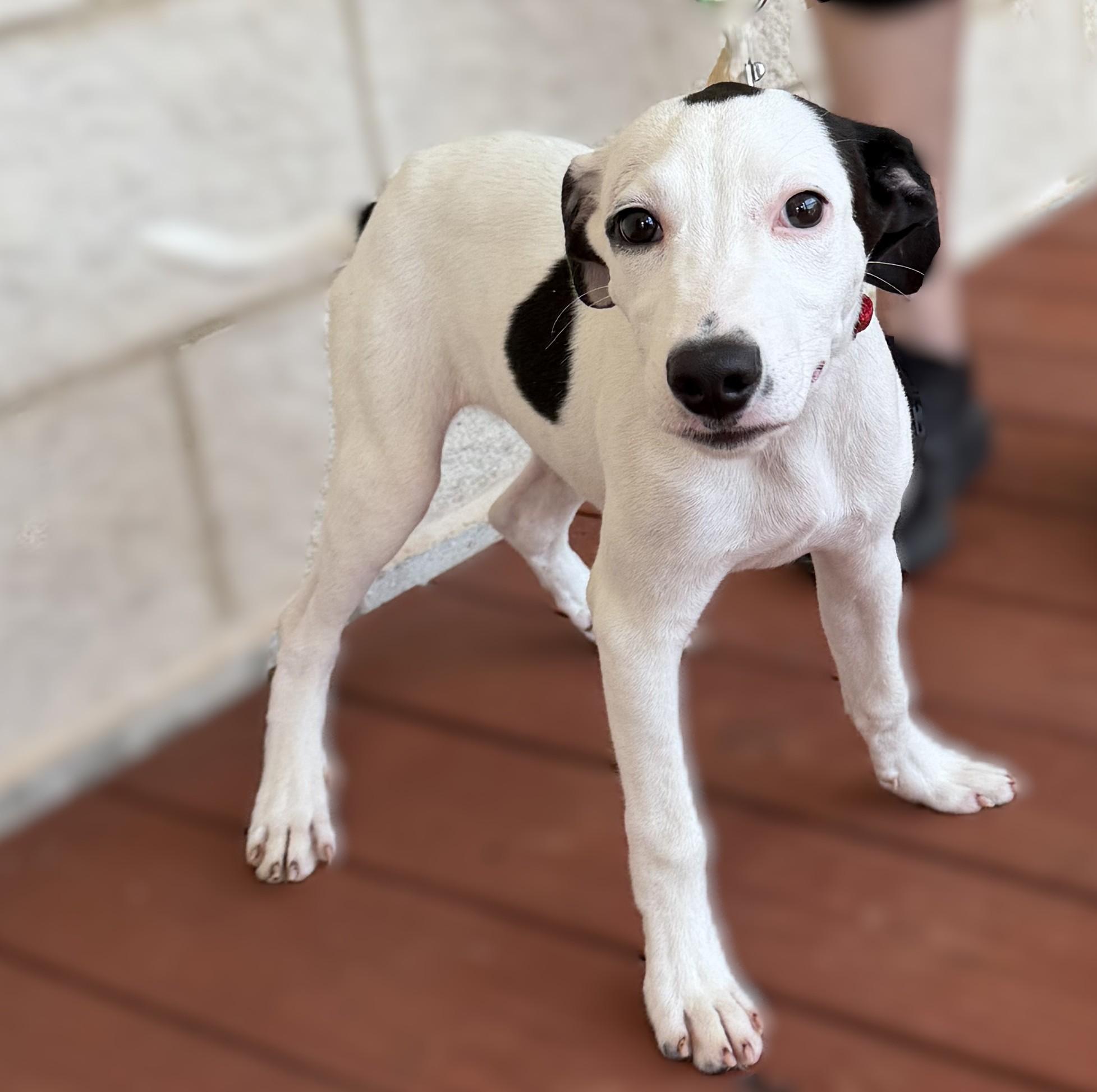 Enlarge Snoopy Doo, an adopted mixed breed in Slidell, LA image 2/3