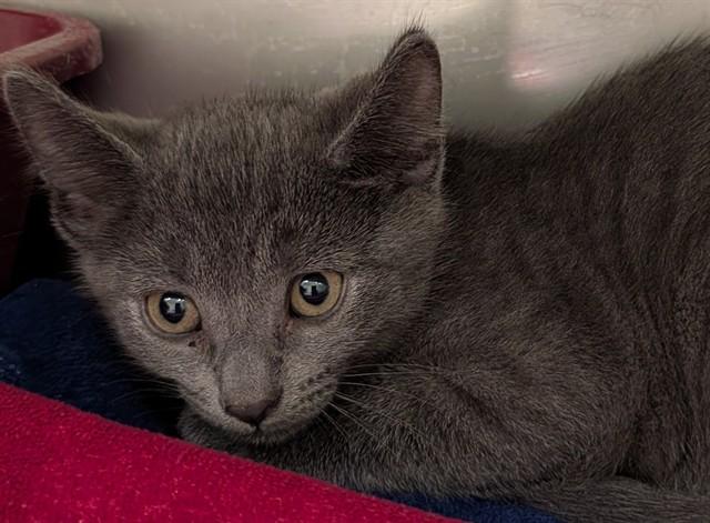 Enlarge RENZO, a Adoptable Domestic Short Hair in Lees Summit, MO image 1/1