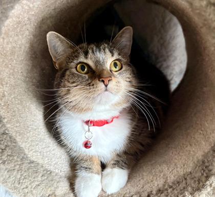 Breezy, Adoptable, Kitten Female Domestic Short Hair & Domestic Short Hair.