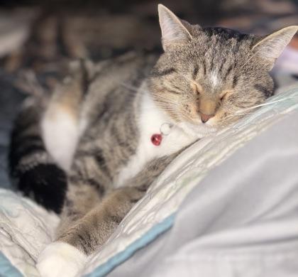 Enlarge Breezy, a Adoptable Domestic Short Hair in Wilkesboro, NC image 1/3