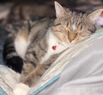 Enlarge Breezy, a Adoptable Domestic Short Hair in Wilkesboro, NC image 1/2