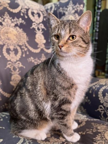 Breezy, a Adoptable Domestic Short Hair in Wilkesboro, NC image 3/3