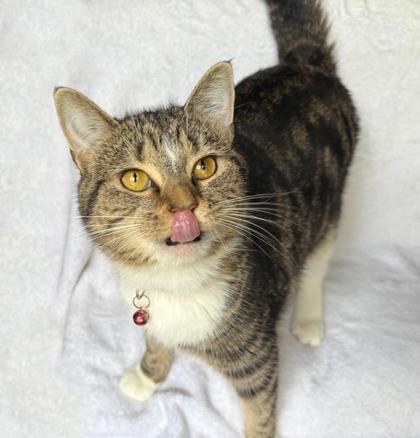 Enlarge Breezy, a Adoptable Domestic Short Hair in Wilkesboro, NC image 2/2