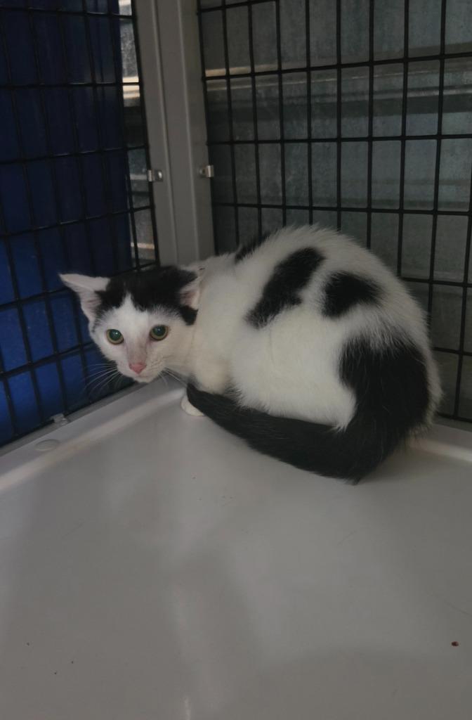 Cavi (Caviar), Adoptable, Kitten Female Domestic Short Hair.
