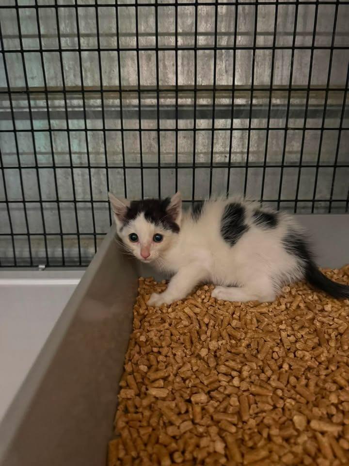 Cavi (Caviar), Adoptable, Kitten Female Domestic Short Hair.