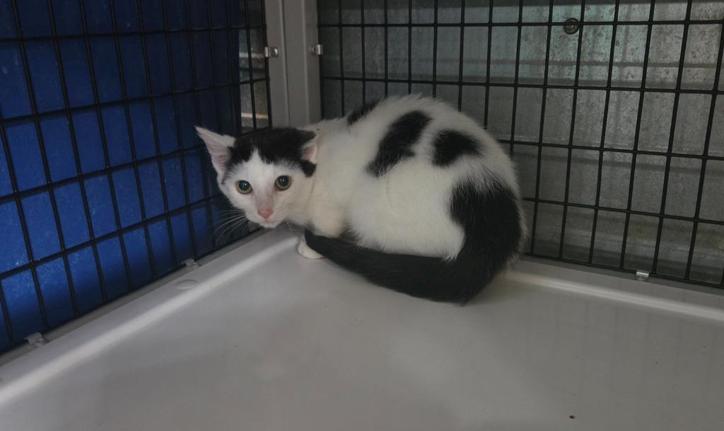 Enlarge Cavi (Caviar), a Adoptable mixed breed in Shelbyville, TN image 3/3