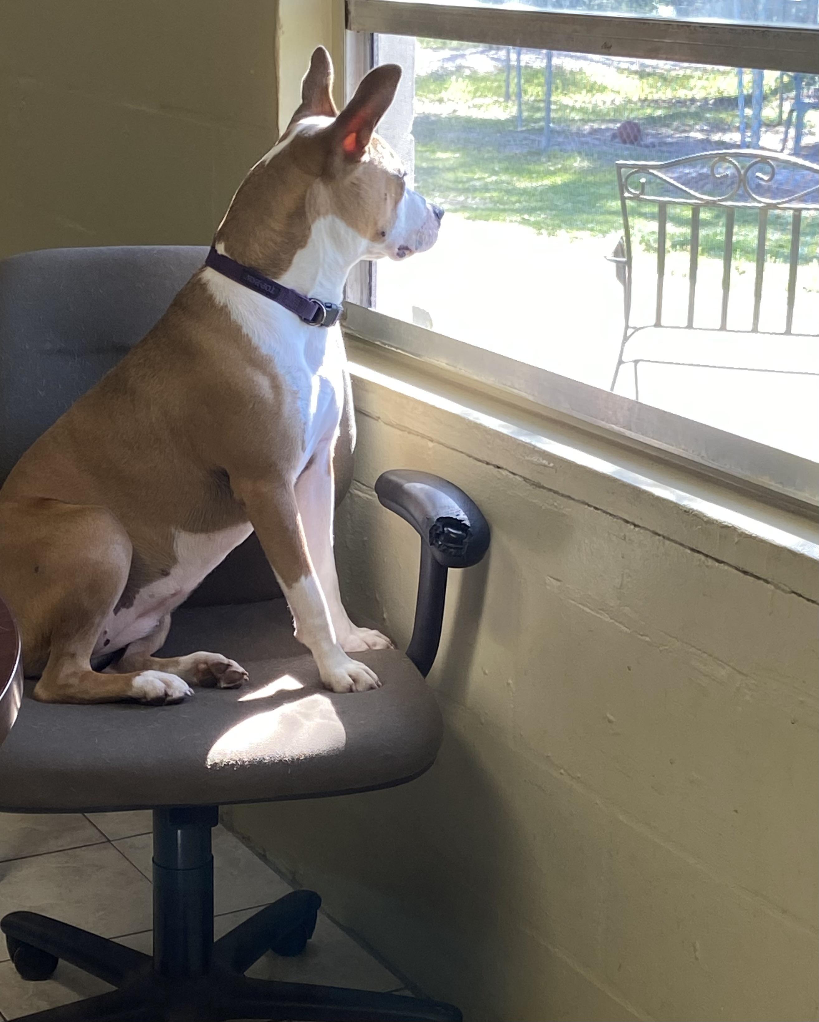 Stormy, Adoptable, Young Female Mixed Breed.