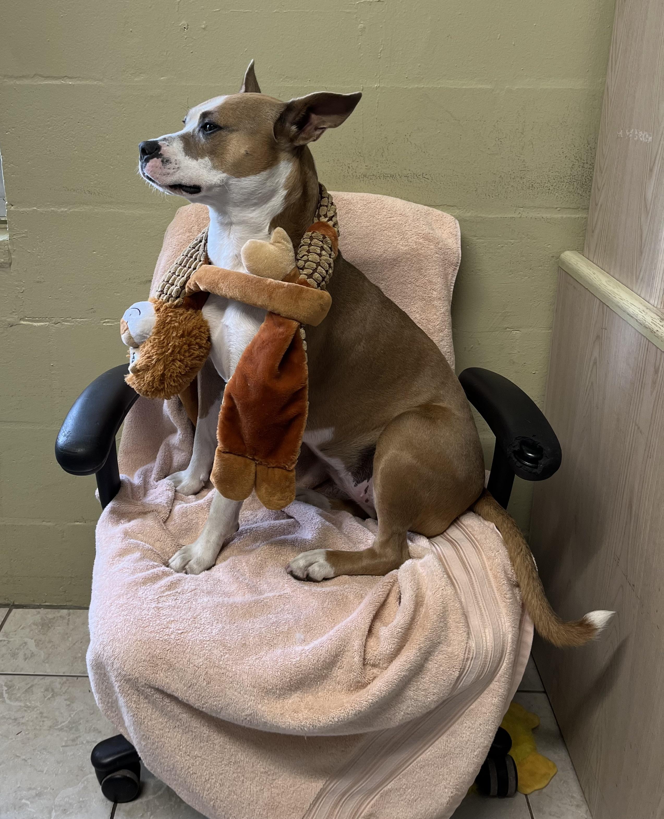 Stormy, Adoptable, Young Female Mixed Breed.