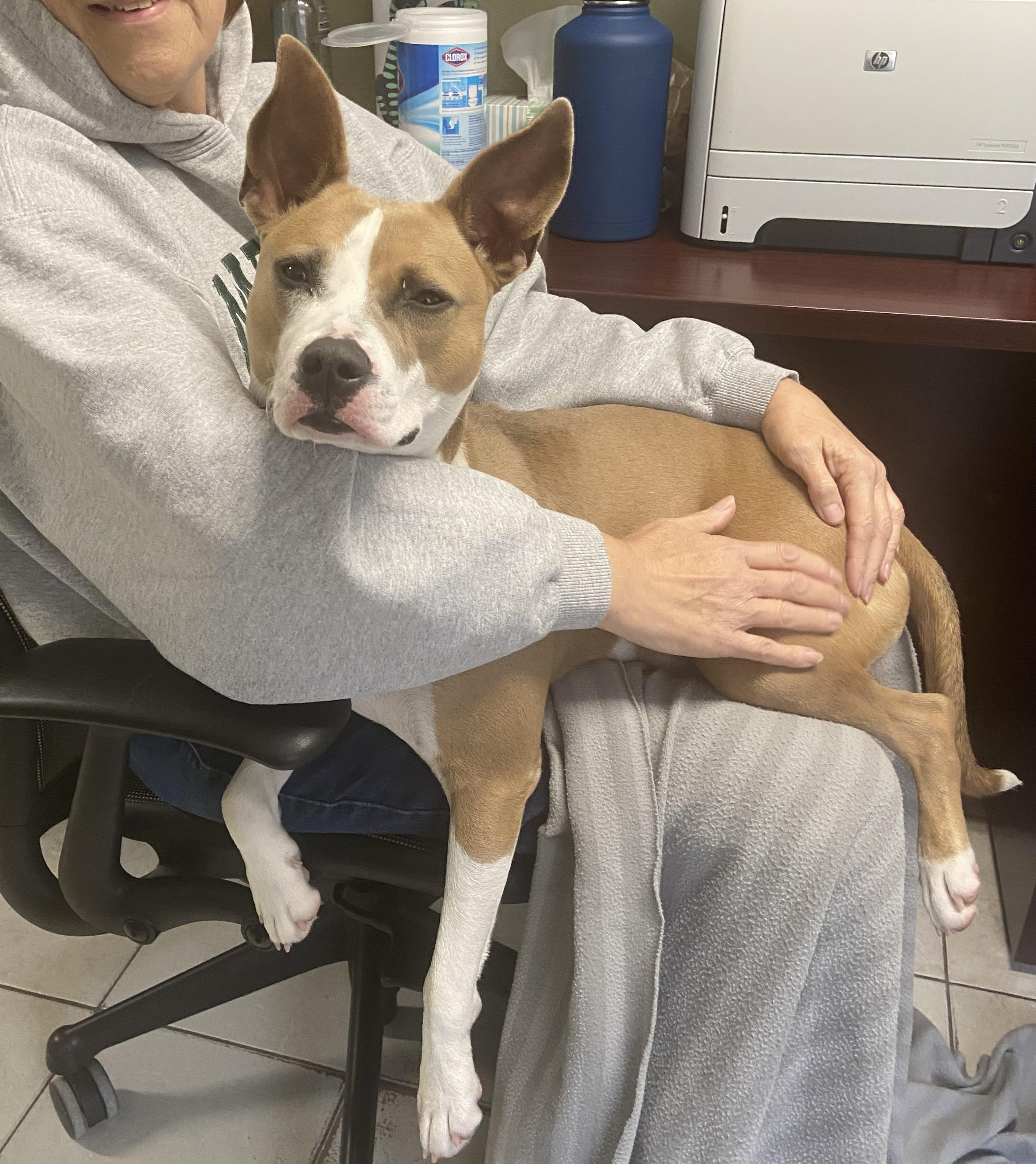 Stormy, a Adoptable Mixed Breed in Ruskin, FL image 3/5