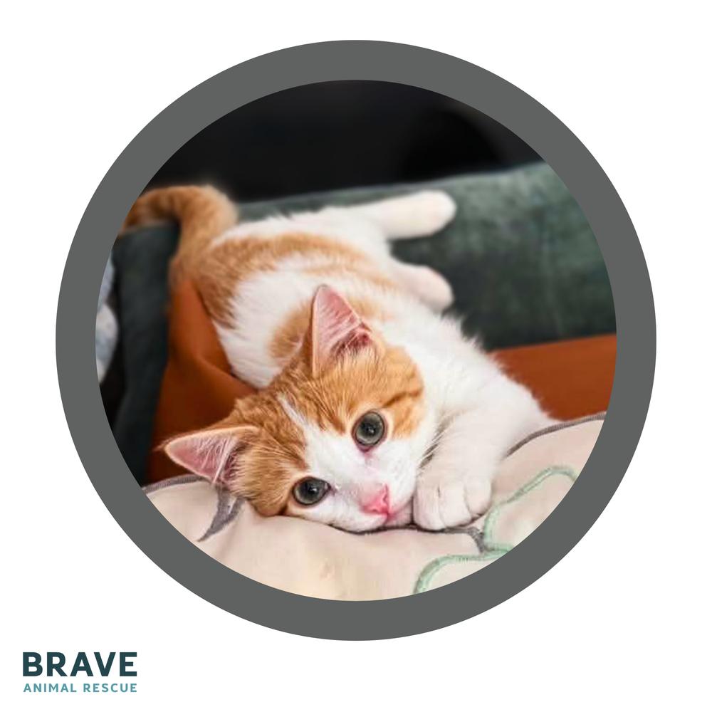Enlarge Frito, a Adoptable mixed breed in Lincoln, NE image 5/6