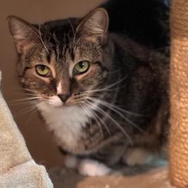 Enlarge Momma Maisy (Momma May), a Adoptable Domestic Short Hair in Cumming, GA image 1/3