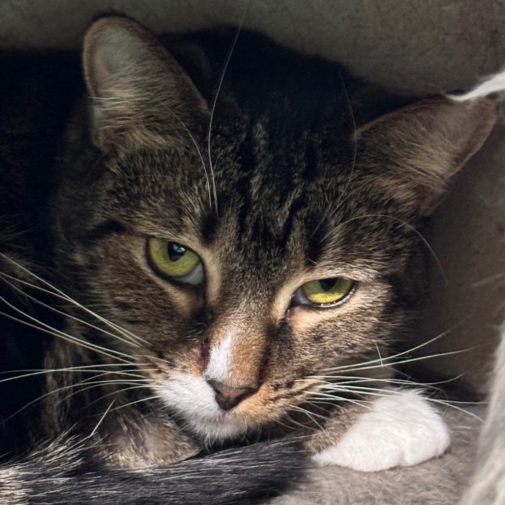 Enlarge Momma Maisy (Momma May), a Adoptable Domestic Short Hair in Cumming, GA image 2/3
