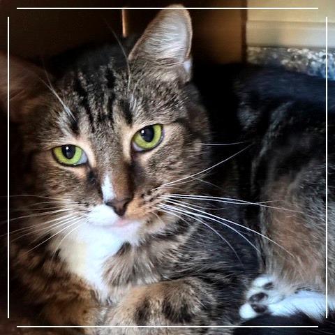 Enlarge Momma Maisy (Momma May), a Adoptable Domestic Short Hair in Cumming, GA image 3/3