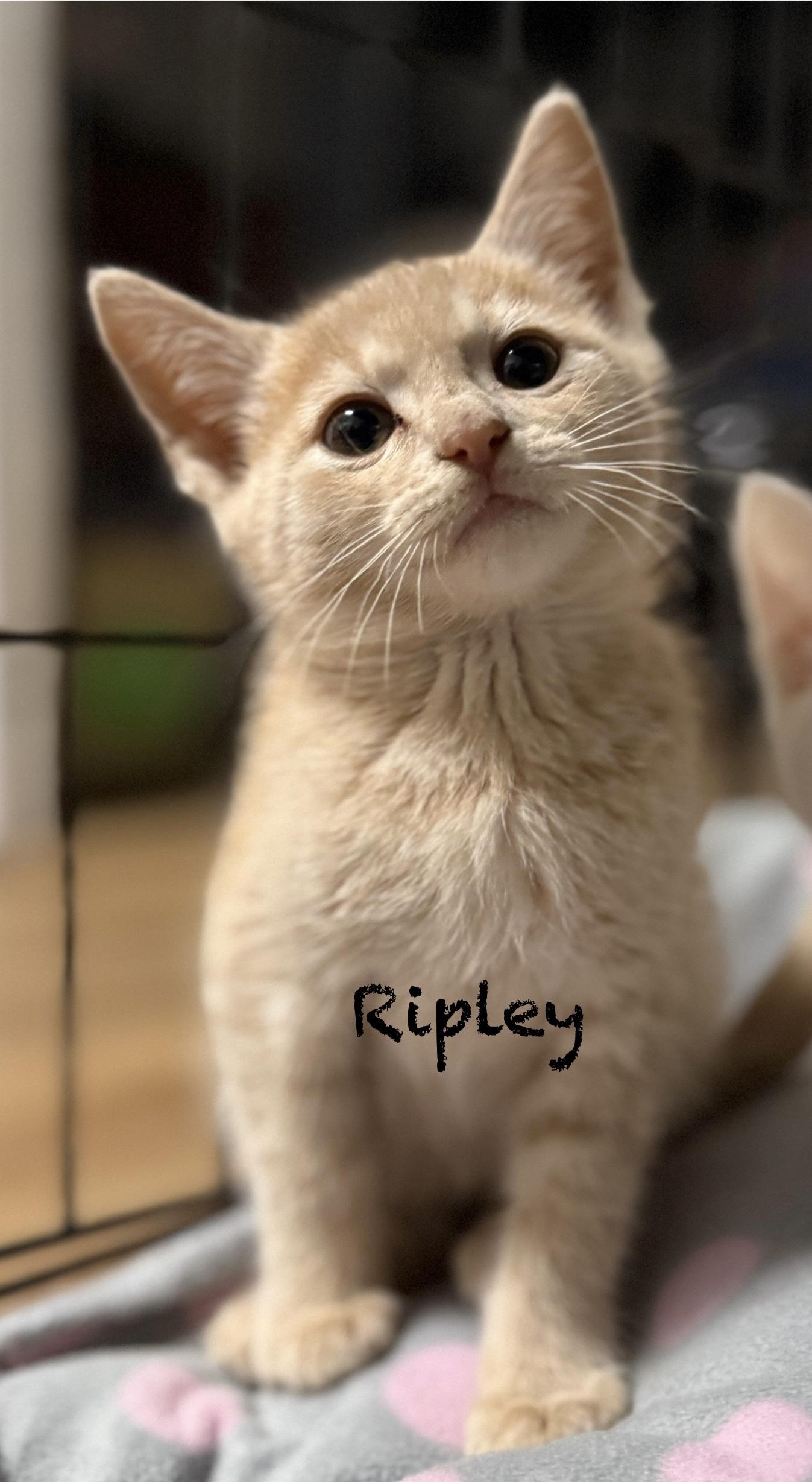 Ripley, adopted, Kitten Male Domestic Short Hair.