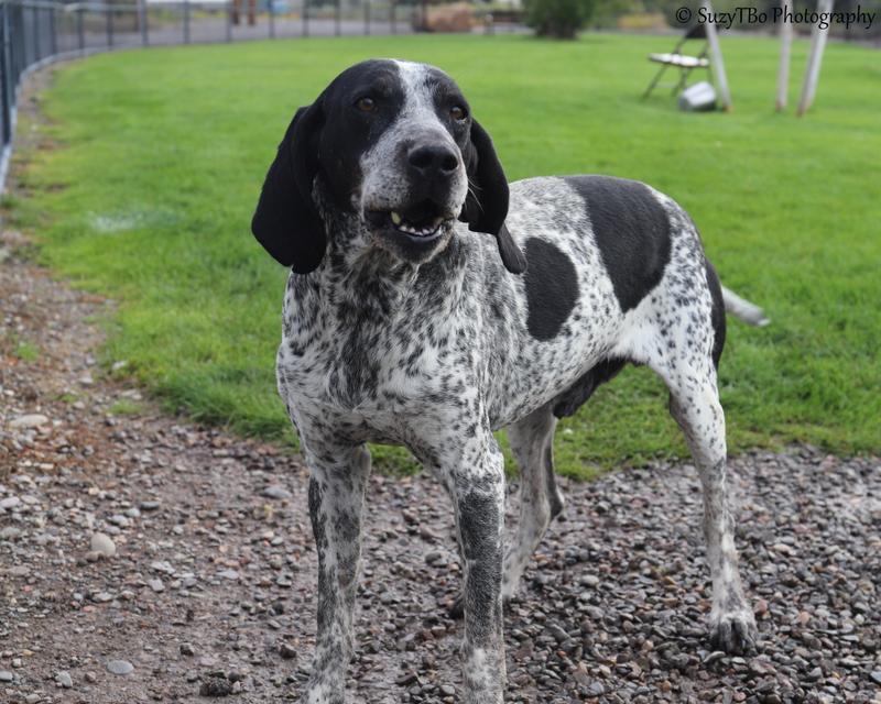 Enlarge Zorro, a Adoptable Bluetick Coonhound in Montrose, CO image 1/2