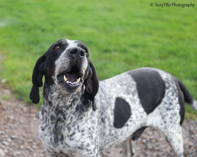 Enlarge Zorro, a Adoptable Bluetick Coonhound in Montrose, CO image 2/2