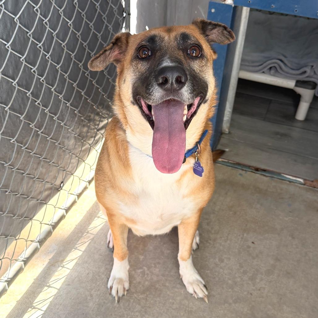 Enlarge Camie, a Adoptable mixed breed in Denison, TX image 1/6