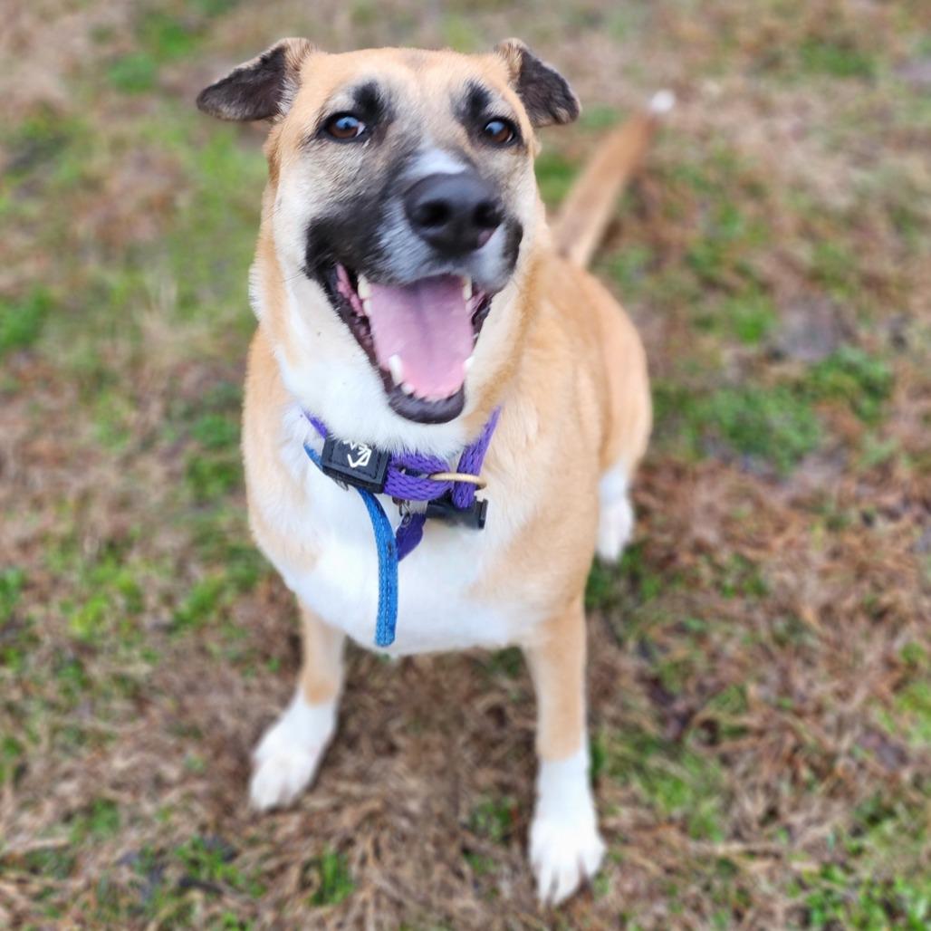 Enlarge Camie, a Adoptable mixed breed in Denison, TX image 2/6