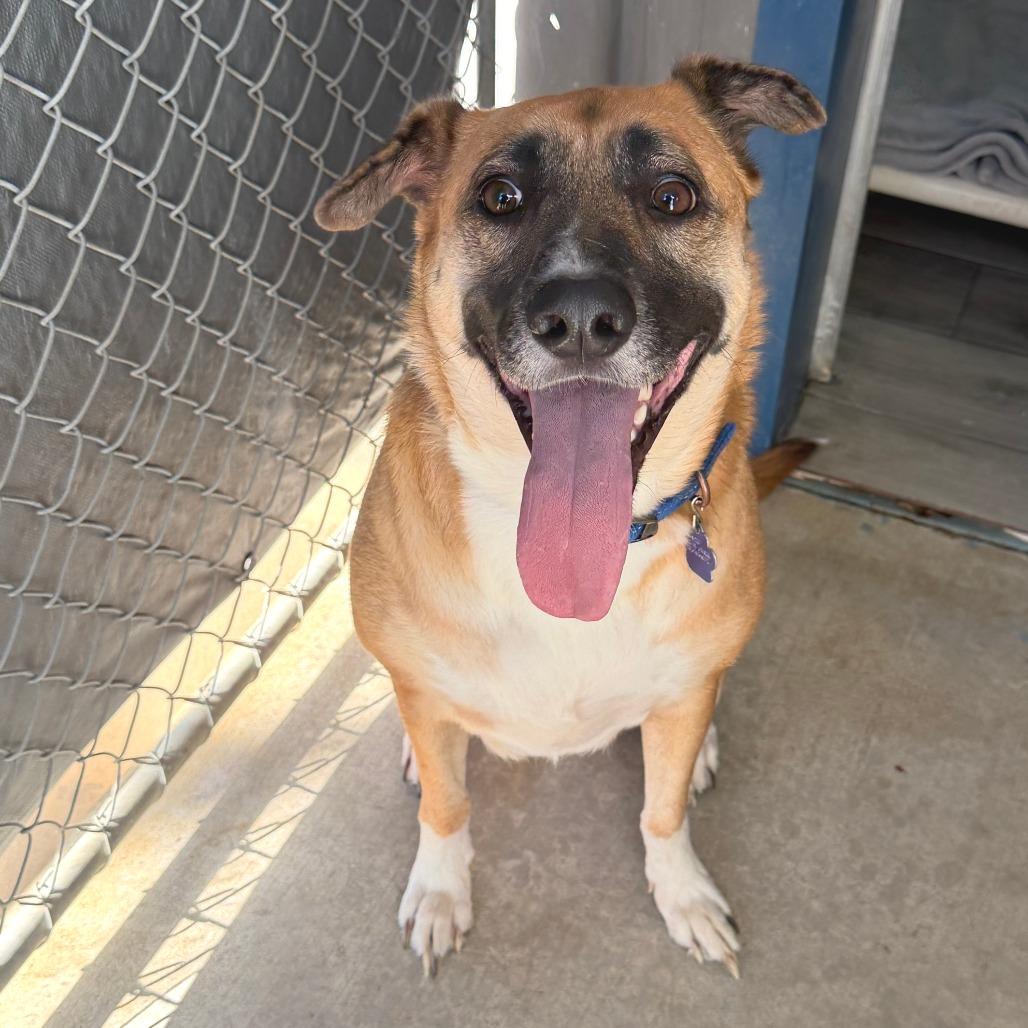 Enlarge Camie, a Adoptable mixed breed in Denison, TX image 3/6