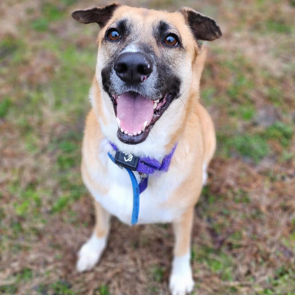 Enlarge Camie, a Adoptable mixed breed in Denison, TX image 4/6