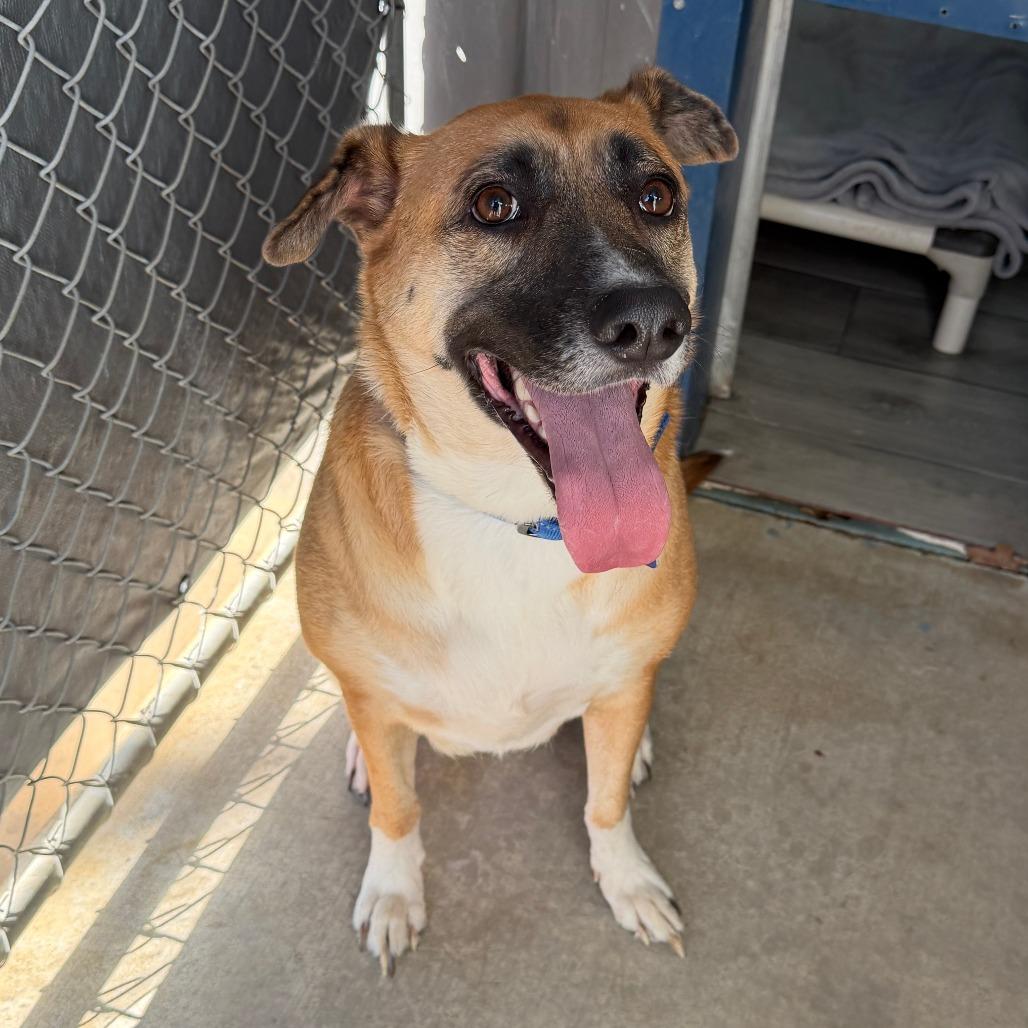 Enlarge Camie, a Adoptable mixed breed in Denison, TX image 5/6
