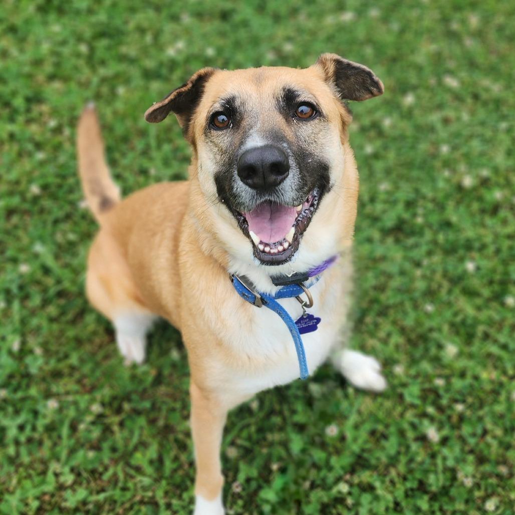 Enlarge Camie, a Adoptable mixed breed in Denison, TX image 6/6