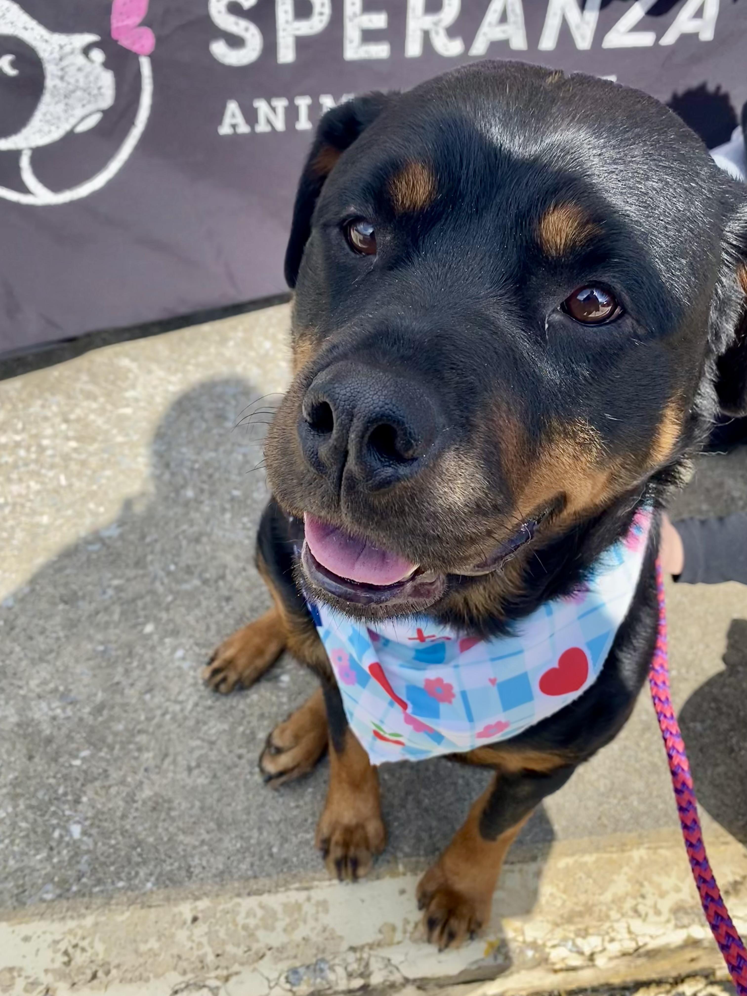 Enlarge Melon, a ADOPTABLE Rottweiler in Mechanicsburg, PA image 1/6