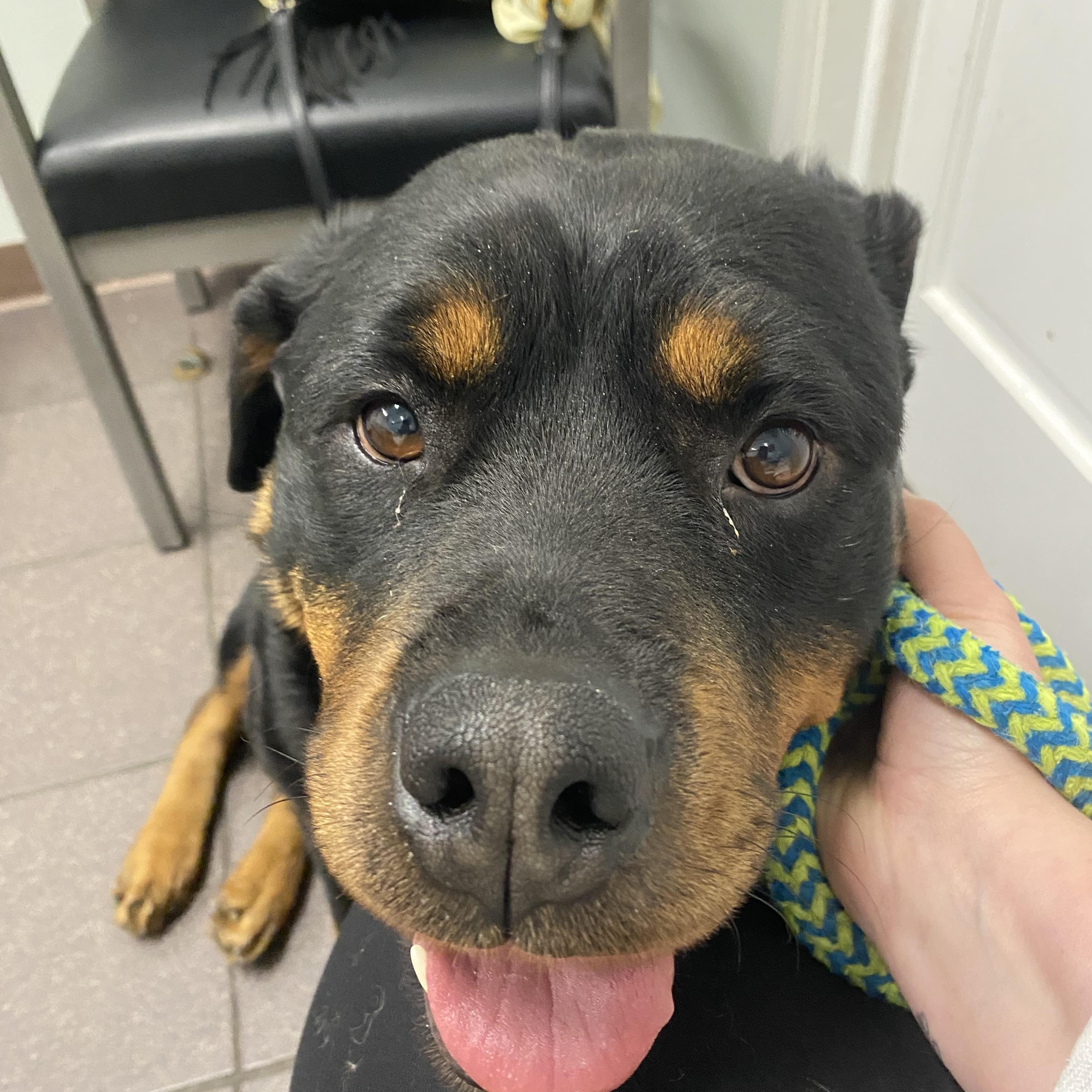 Melon, a ADOPTABLE Rottweiler in Mechanicsburg, PA image 4/6