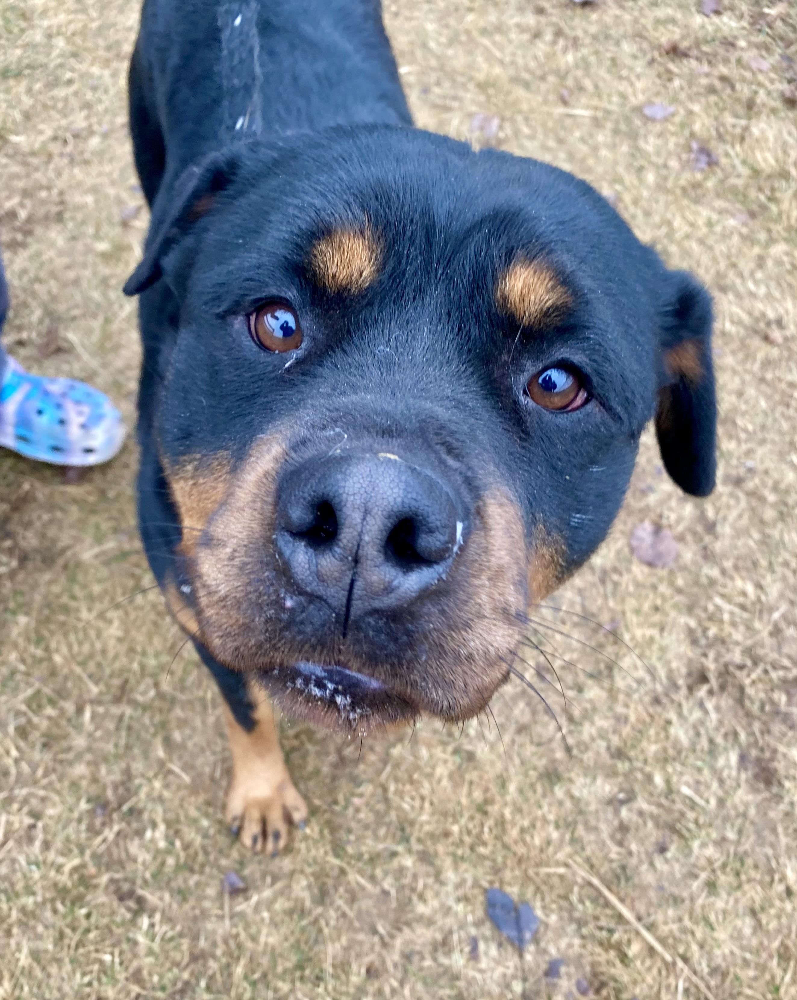 Melon, a ADOPTABLE Rottweiler in Mechanicsburg, PA image 2/6