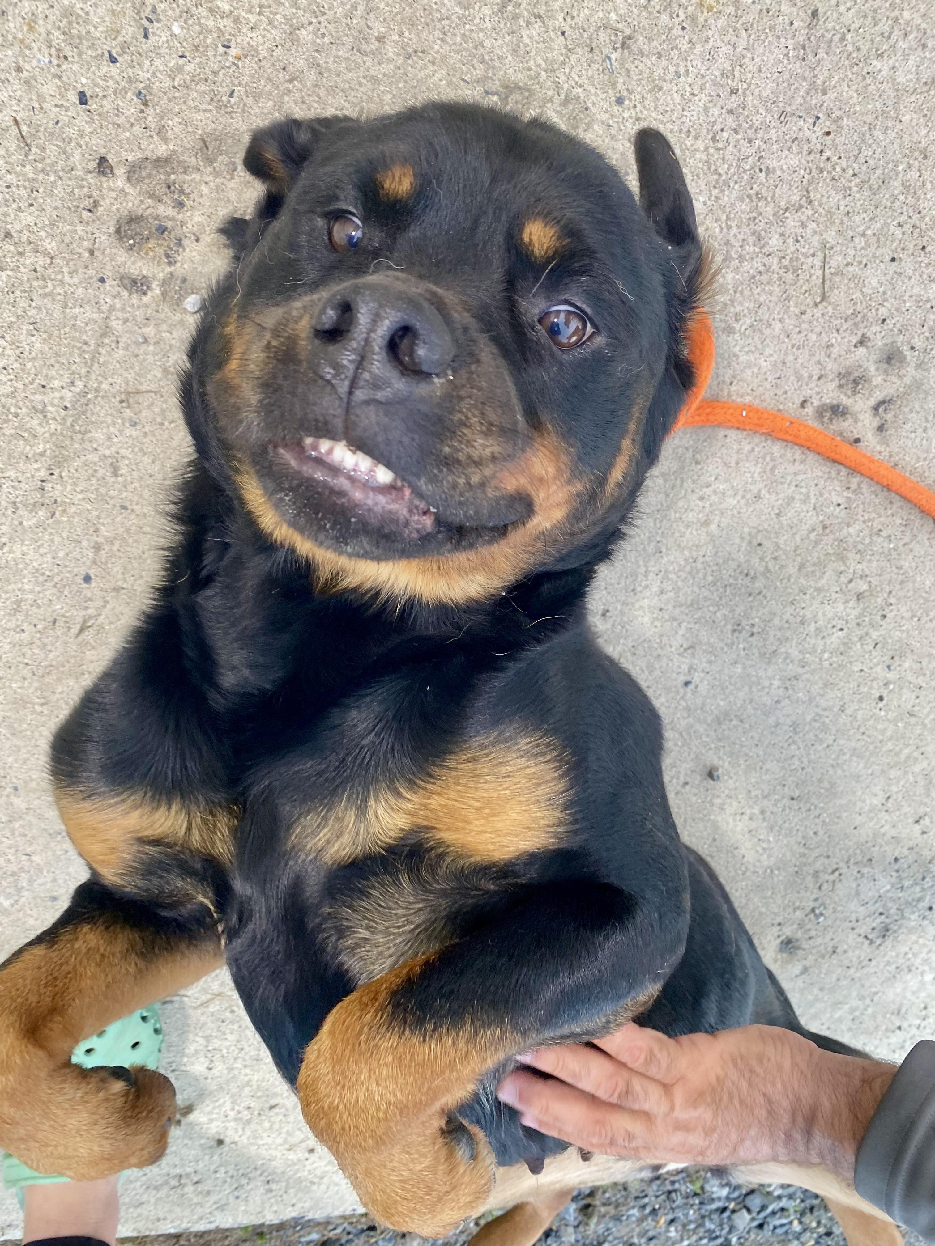 Melon, a ADOPTABLE Rottweiler in Mechanicsburg, PA image 6/6