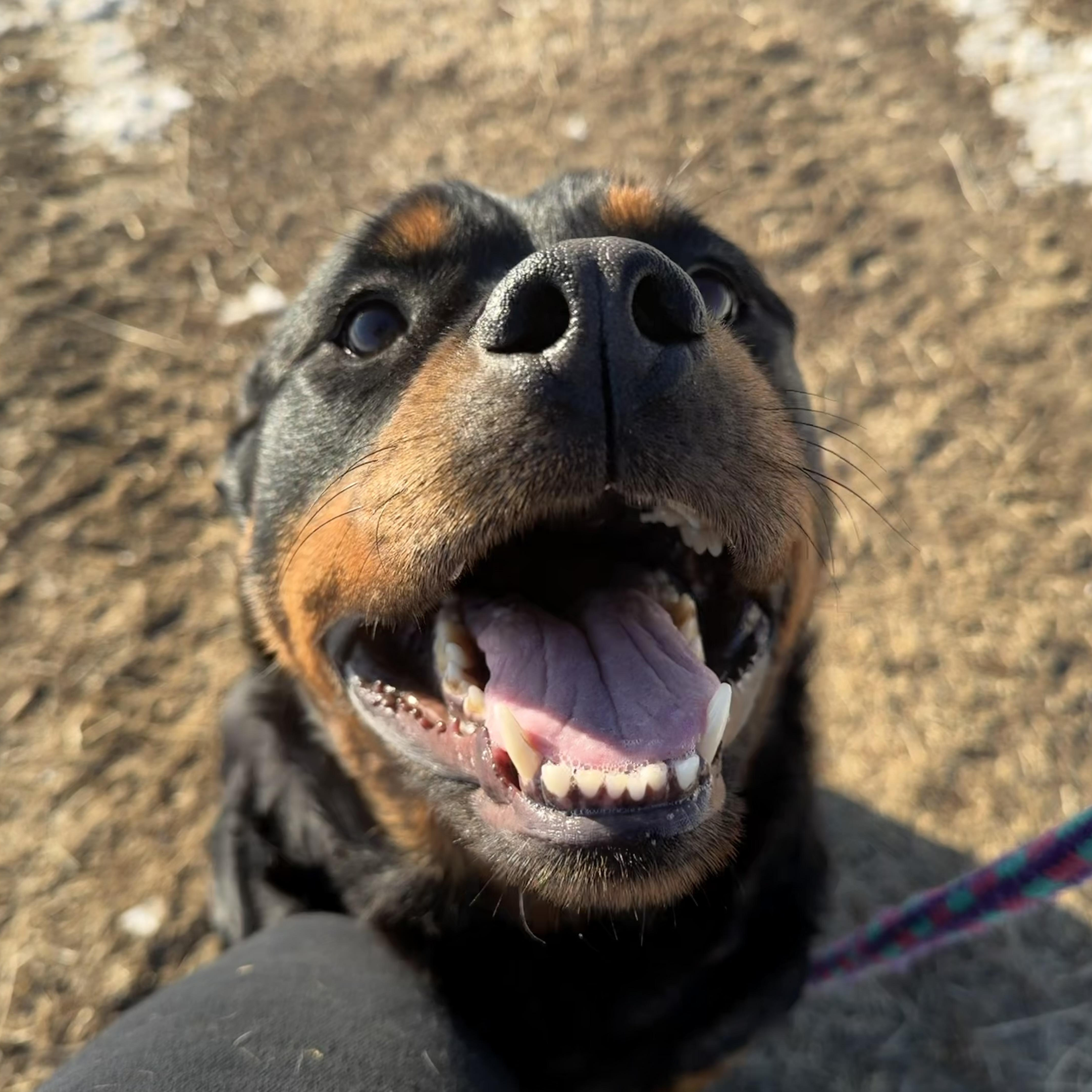 Melon, a ADOPTABLE Rottweiler in Mechanicsburg, PA image 3/6