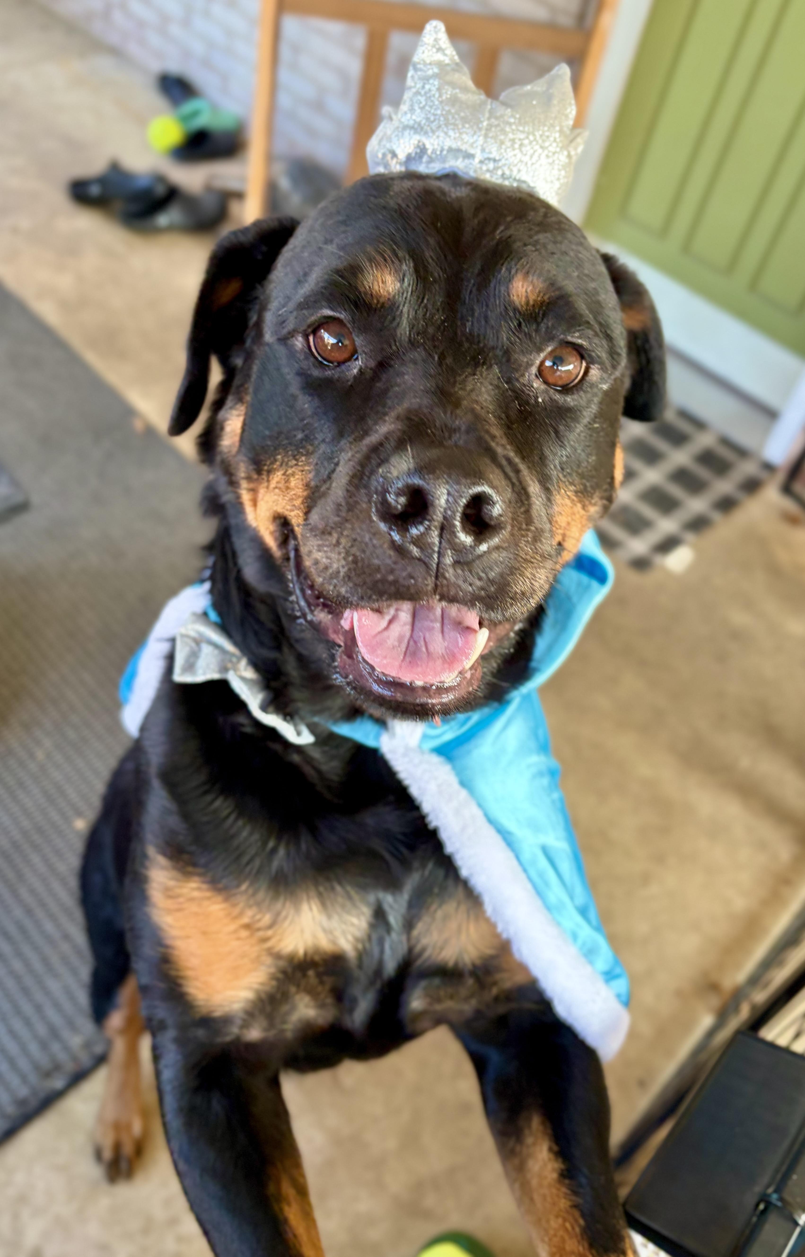 Enlarge Melon, a Adoptable Rottweiler in Mechanicsburg, PA image 4/5