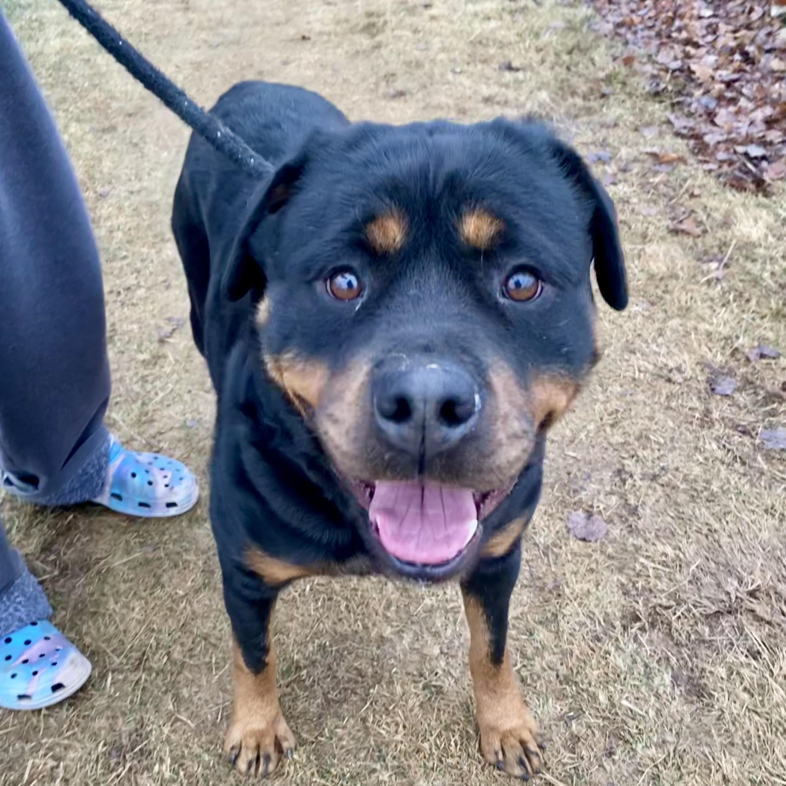 Melon, a ADOPTABLE Rottweiler in Mechanicsburg, PA image 5/6