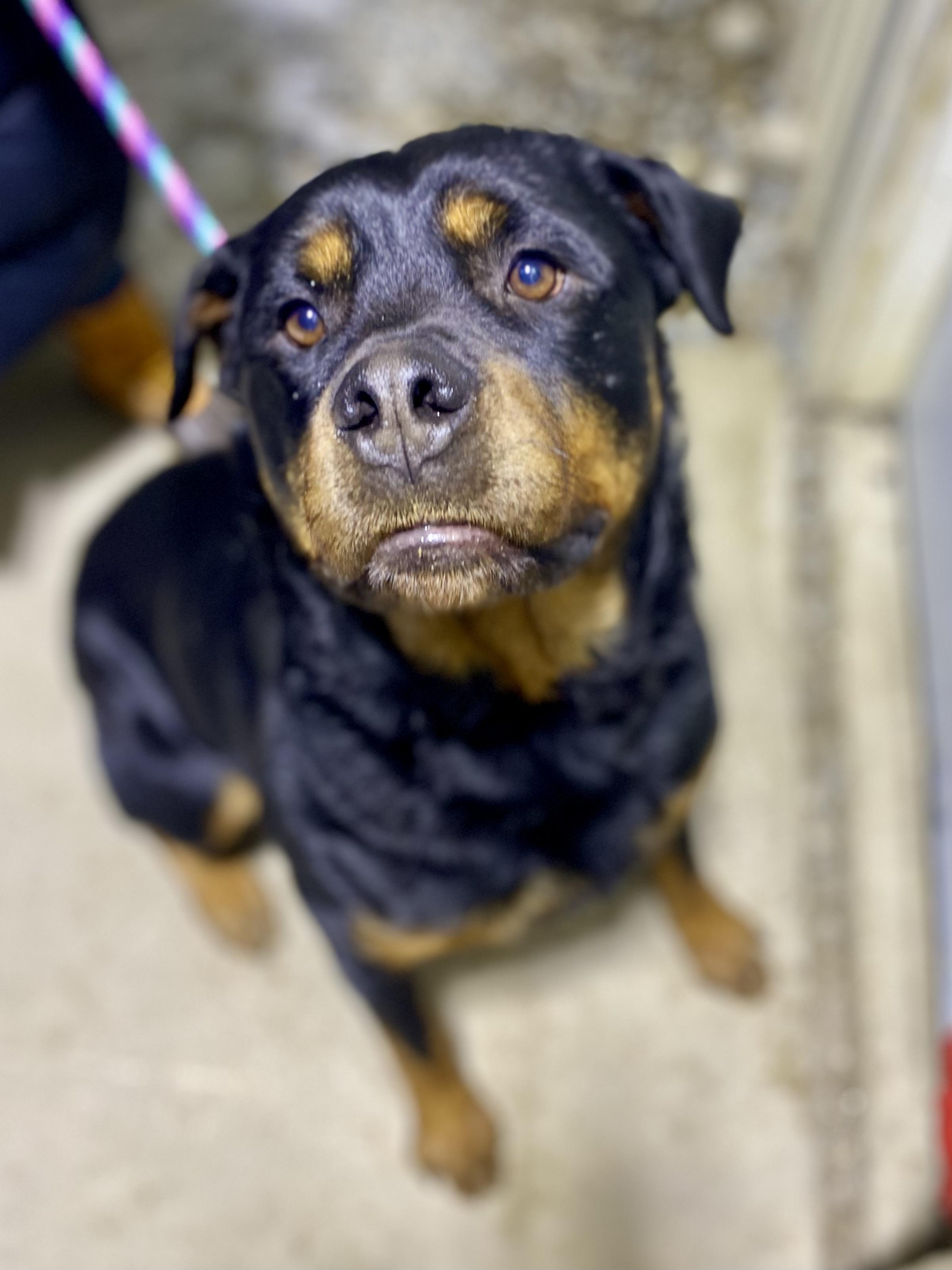Melon, a ADOPTABLE Rottweiler in Mechanicsburg, PA image 1/6
