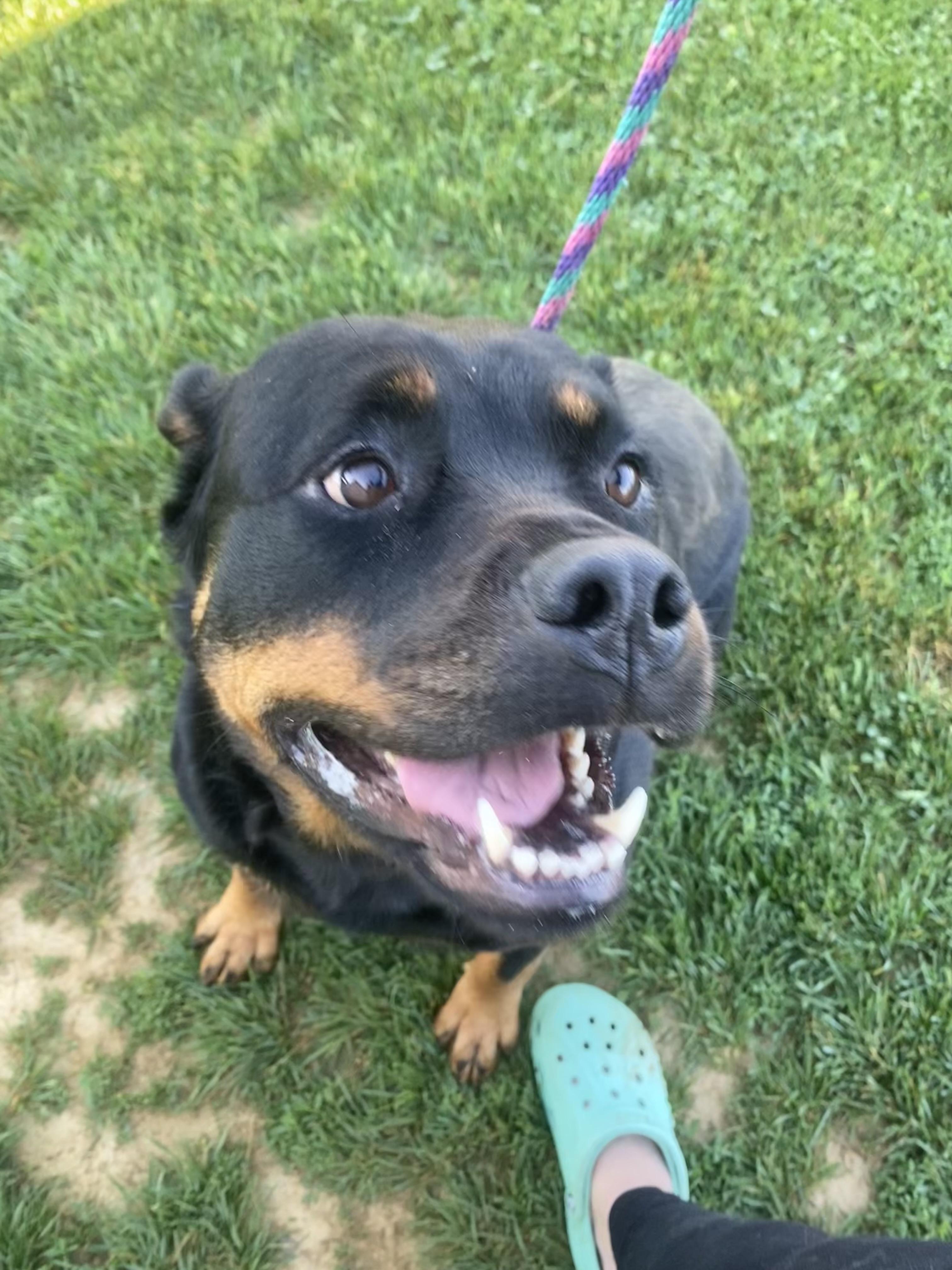 Melon, a ADOPTABLE Rottweiler in Mechanicsburg, PA image 5/6