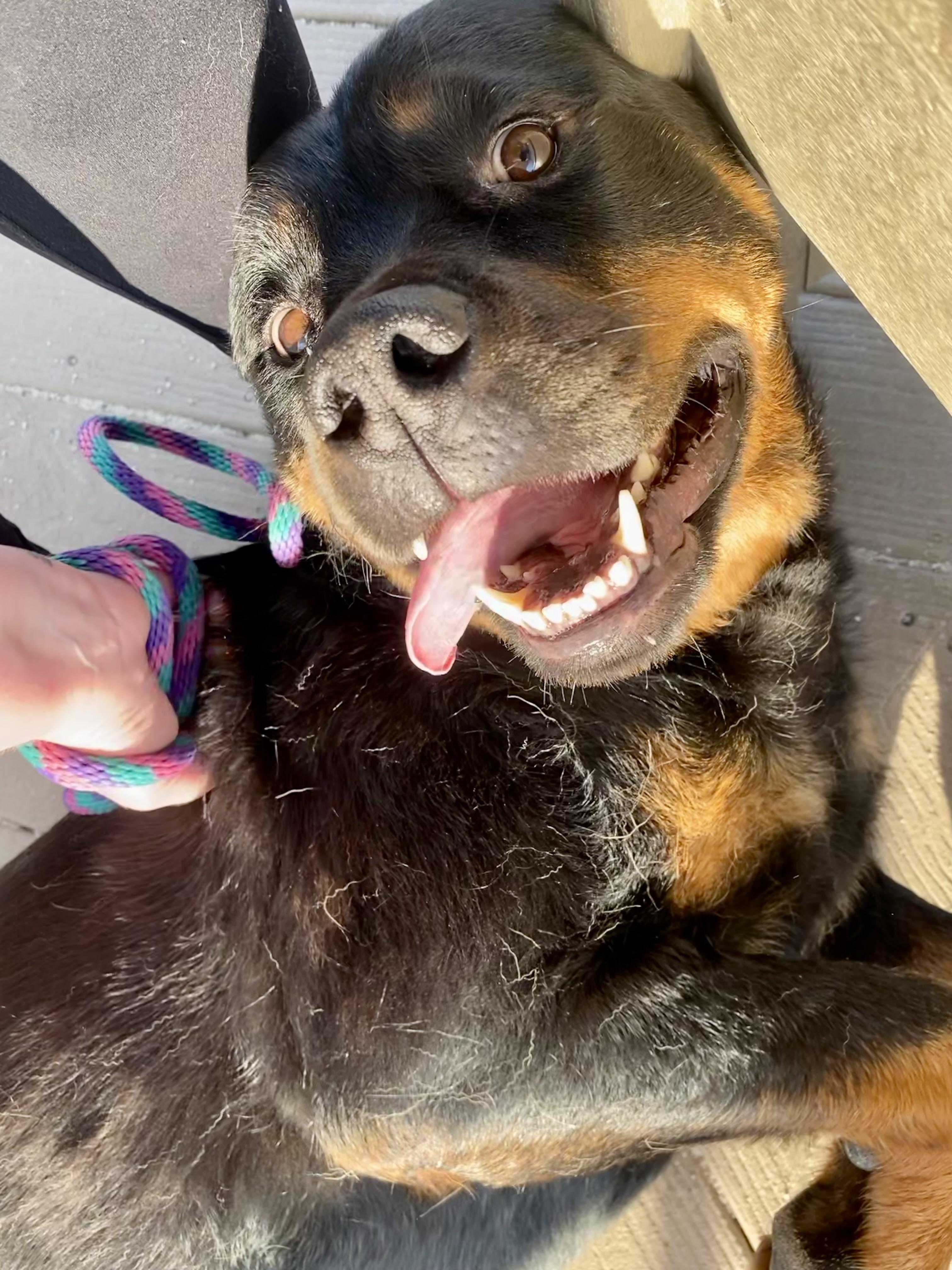 Enlarge Melon, a ADOPTABLE Rottweiler in Mechanicsburg, PA image 6/6