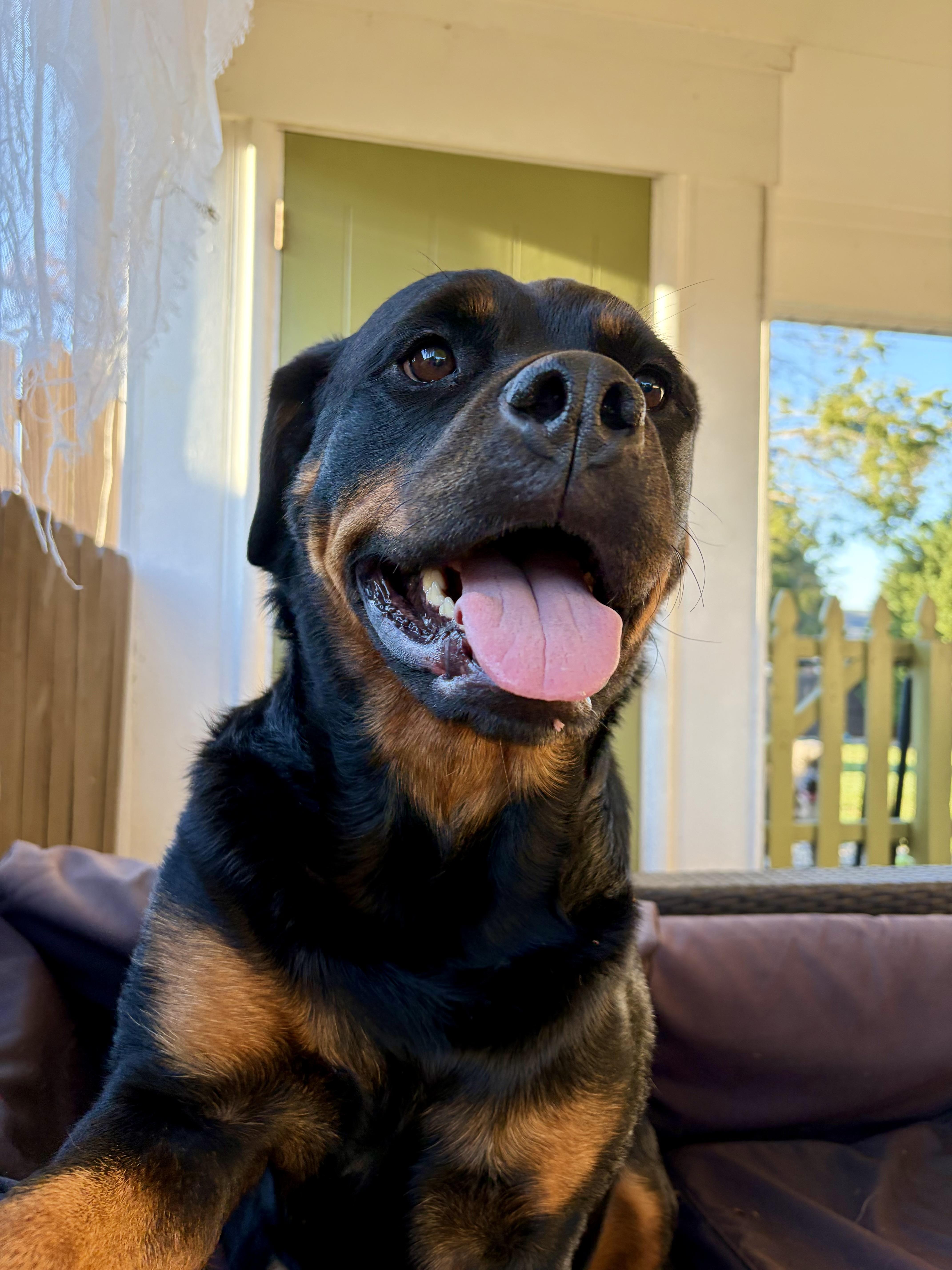 Enlarge Melon, a Adoptable Rottweiler in Mechanicsburg, PA image 5/5